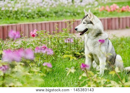 Husky dog sit on green grassy lawn in summer park.