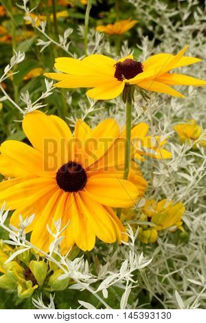 Black Eyed Susans blooming in a garden
