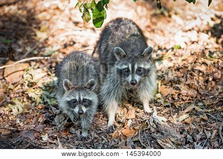Raccoon mother and baby in wooded area looking at camera