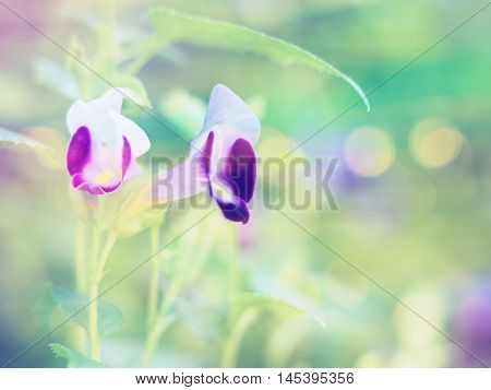 Floral abstract background.Blurred flower soft style with vintage filter effect. Wishbone flower (Torenia fournieri)violet tiny meadow.