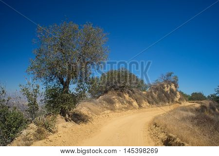Tree Over Dirt Road