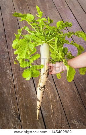 Big Dikon radish on the background of the terrace.