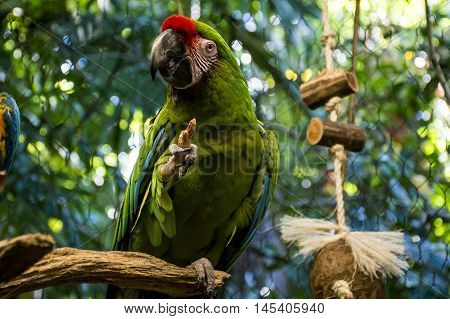 Mexico yucatan Wildlife with colorful parrot bird 2