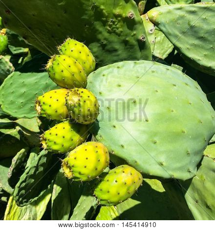 Over The Spikes Under The Sweet And Succulent Fruit