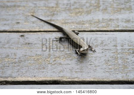 Portrait Of Skink, Scincidae, On Old Wooden Bridge, Selective Focus