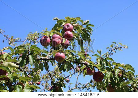 Ripe apples on the tree in the garden