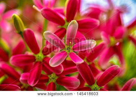 Pink Rangoon creeper Blooming in the nature