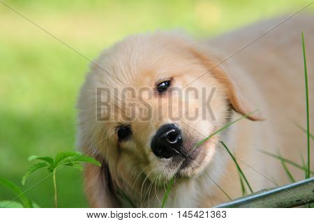 Beautiful Golden Retriever puppy, 3 months old