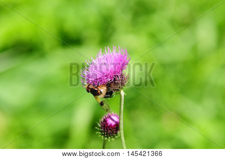 Bee on flower of mountain busy collecting pollen