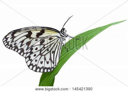 Idea leuconoe butterfly isolated on white background, also known as large tree nymph or paper kite