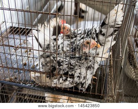 Bantams White Stripes