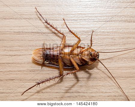 Cockroaches Carry Diseases That You Have To Eliminate.