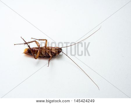 Cockroaches Carry Diseases That You Have To Eliminate.