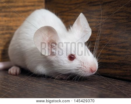 The mouse sits in the empty closet. Rodent lived in the house. White mouse red eyes pink tail