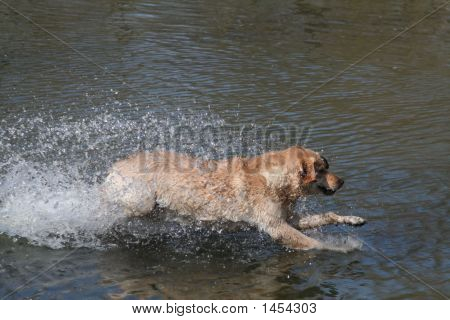 ダイビング犬