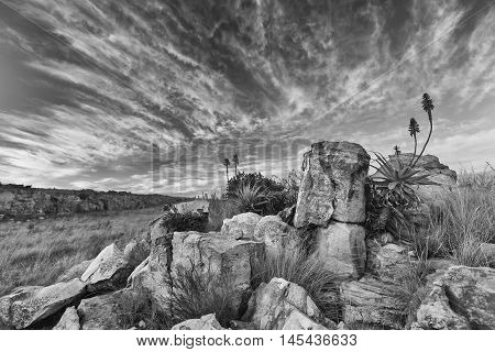 Aloe on high mountain rocks landscape sunset with cloudy skies