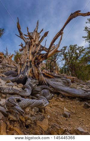 Ancient Bristle Cone Pinte Great Basin
