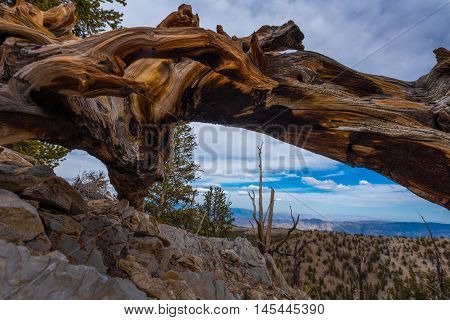 Ancient Bristle Cone Pinte Great Basin