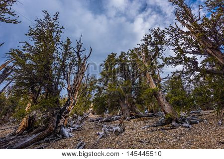 Ancient Bristle Cone Pinte Great Basin