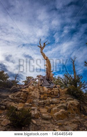Ancient Bristle Cone Pinte Great Basin