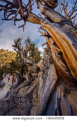 Ancient Bristle Cone Pinte Great Basin