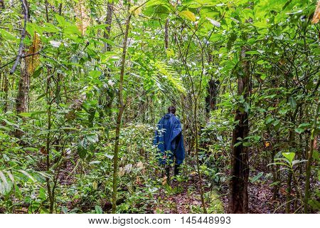 Silhouette Of A Man With A Blue Rain Coat Deep In The Amazonian Jungle National Park Cuyabeno South America