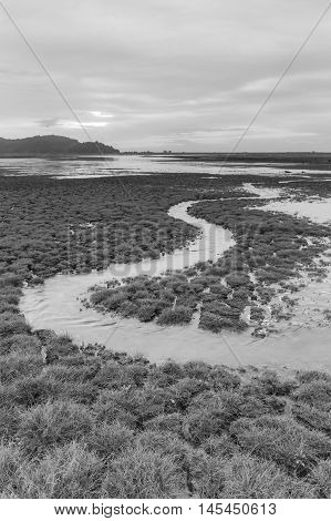 Black and White, small water way curved over early brith grass, natural landscape background