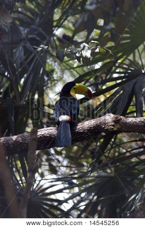 TouToucan Ramphastos sulfuratus