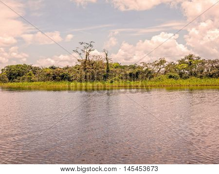 Typical Dense Vegetation On Amazonian Rainforest Cuyabeno Wildlife Reserve Ecuador