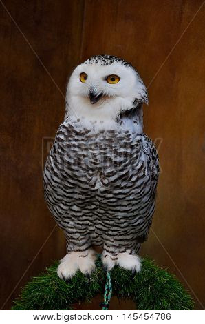 A standing Snowy Owl or Bubo Scandiacus