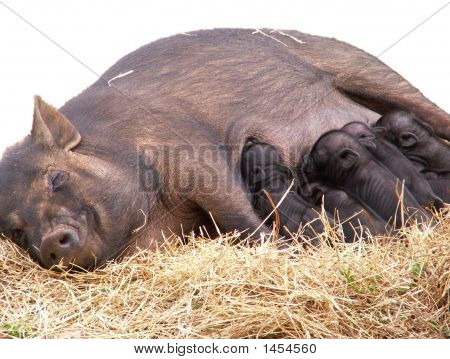 Piglets2