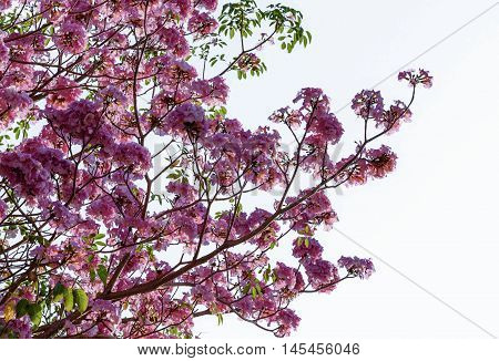Tebebuia Flower (Pink trumpet) blooming Tabebuia rosea isolated on white background.