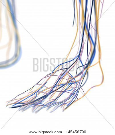 Foot arteries and lymphatic system, human anatomy. 3d illustration.