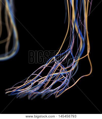 Foot arteries and lymphatic system, human anatomy. 3d illustration.