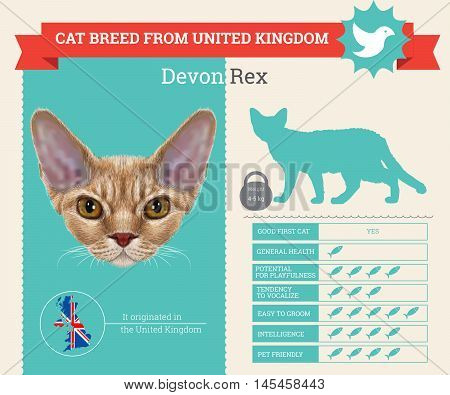 Devon Rex Cat breed vector infographics. This cat breed from United Kingdom