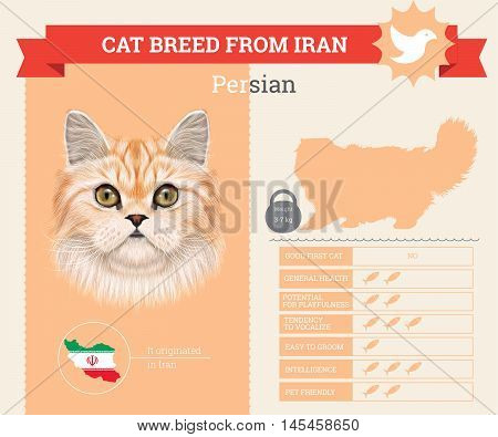 Persian Cat breed vector infographics. This cat breed from Iran