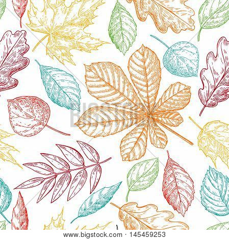 Seamless vector pattern with colorful autumn leaves. Hand drawn detailed botanical background. Oak maple chestnut leaf drawing. Vintage fall seasonal decor in red yellow green and blue colors.