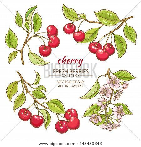 cherry  branches vector set on white background
