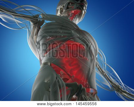 Digestive system, human anatomy, xray like futuristic scan. 3d illustration.