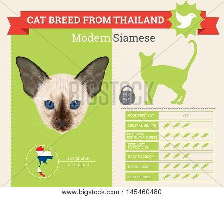 Modern Siamese Cat breed vector infographics. This cat breed from Thailand