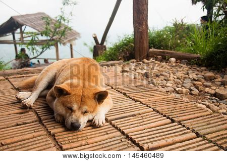 Sleeping dog is very relax in the high mountain