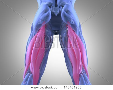 Hamstring muscle group, human anatomy muscle system. 3d illustration.