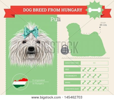 Puli dog breed vector infographics. This dog breed from Hungary
