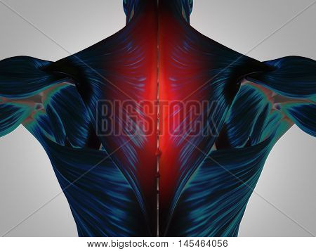 Human anatomy torso back muscles, pain. 3D Illustration.