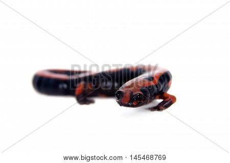 Lincolns Climbing Salamander, Bolitoglossa lincolni, isolated on white background