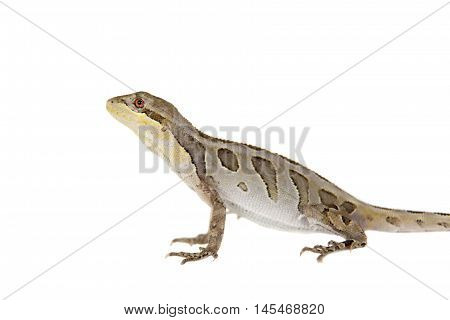 Brasilian tree lizard, Enyalius bilineatus, isolated on white background