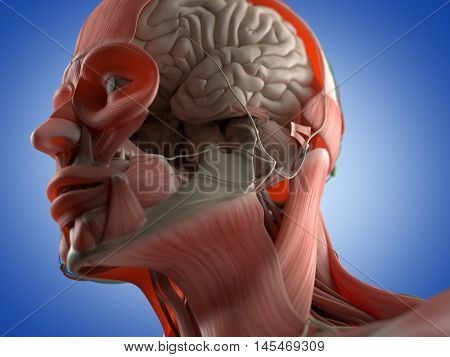 Human brain. Head anatomy, muscles. 3D illustration.