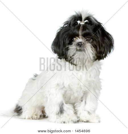 Shih Tzu