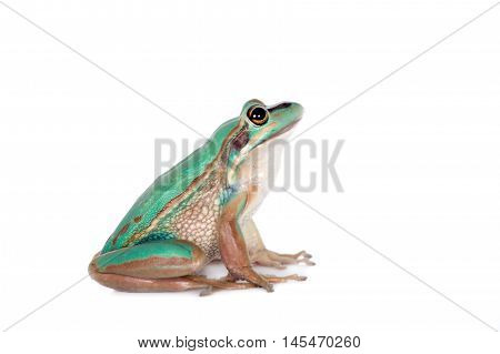 The green and golden bell frog, Litoria aurea, isolated on white background