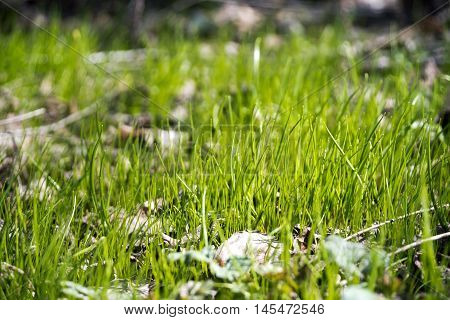 Beautiful new green grass in sun beams.